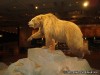 The Museum of Westward Expansion