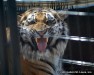 Crown Ridge Tiger Sanctuary