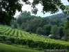 Historic Hermann Missouri vineyard