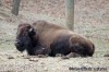 Lone Elk Park