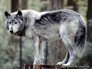 Endangered Wolf Center