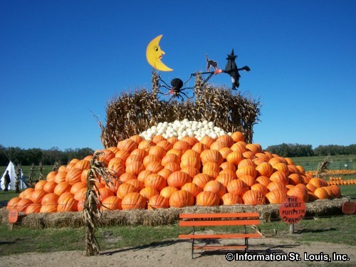 Pumpkins at Rombach Farms